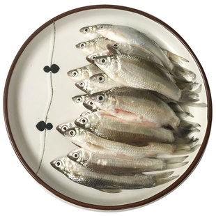 鲜活生态水产活体小河杂鱼溪鱼淡水小白条鱼翘嘴餐条蓝刀鱼刁子鱼