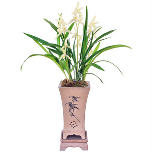 自然棚种植 素心网红 兰花苗建兰青山玉泉 白色花四季兰 浓香花卉