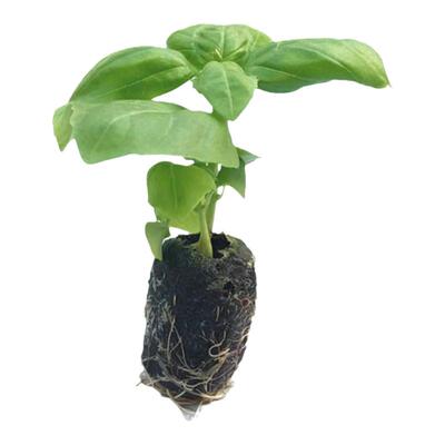 大叶罗勒室外阳台驱蚊幼苗水培