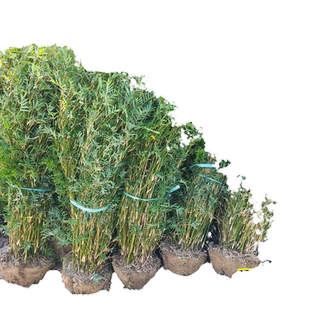 丛生慈孝竹苗庭院竹子树苗孝顺竹盆栽造景装饰竹子苗庭院四季常青