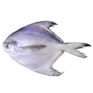 舟山新鲜大白鲳鱼冰鲜昌鱼银鲳扁鱼生鲜平鱼东海水产鲜活冷冻海鲜