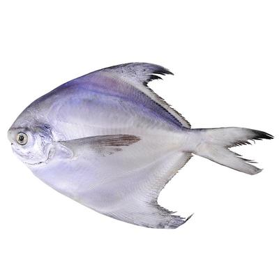 好多海舟山白鲳鱼顺丰包邮