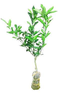 广西脆蜜金桔树苗第三代四代大叶滑皮苗大果融安脆皮金桔柑橘果树