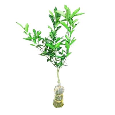 广西三代脆蜜金桔树苗橘子苗桔子苗四代大叶滑皮脆皮金桔果苗融安