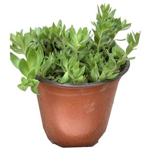 垂盆草中药材盆栽食用新鲜垂盘草嫩芽种植苗吊兰正宗种子不含盆