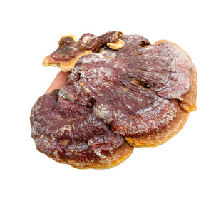 伏牛山纯野生灵芝野生碎小赤灵芝,深山林芝自采灵芝菌500g