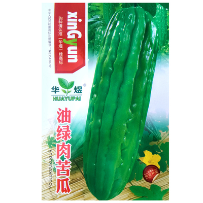 大肉苦瓜种子春季播长阳台家庭