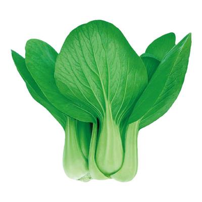 上海青小青菜种子四季油菜