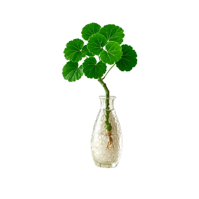 福禄桐钱多多水培植物招财易养活