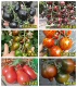 Семена томатов черного рыцаря 25 капсулы+семена томатов с черной жемчужиной 20 капсулы+цветочная гидрангея семян томата 1 г+семена томатов красной груши 100 капсулы+фиолетовые персиковые семена томатов 5 капсулы