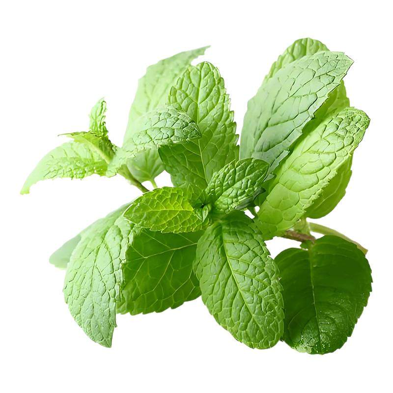 柠檬薄荷驱蚊虫四季庭院阳台