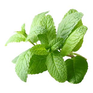 薄荷种籽子可食用驱蚊四季种植留兰香香水猫薄荷室内阳台盆栽