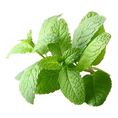 柠檬薄荷驱蚊虫四季庭院阳台盆栽