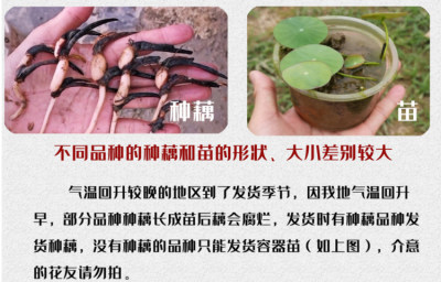 周劲松楼顶庭院阳台微型盆栽荷花碗莲种藕非成品苗