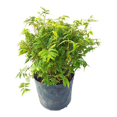 竹子苗庭院盆栽清新空气基地直发