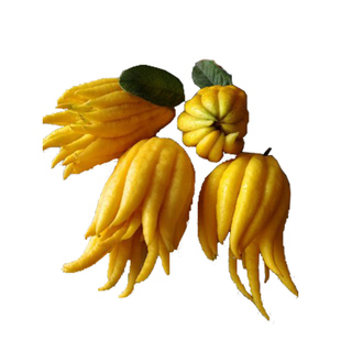 金华迷你小佛手观赏把玩清供佛手果柑佛手鲜果佛手柑香橼带枝水养