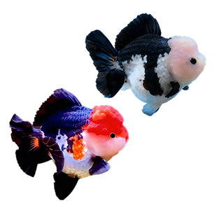 顺丰玛丽泰狮金鱼活鱼黑白熊猫三色鱼苗观赏鱼冷水淡水好养耐活