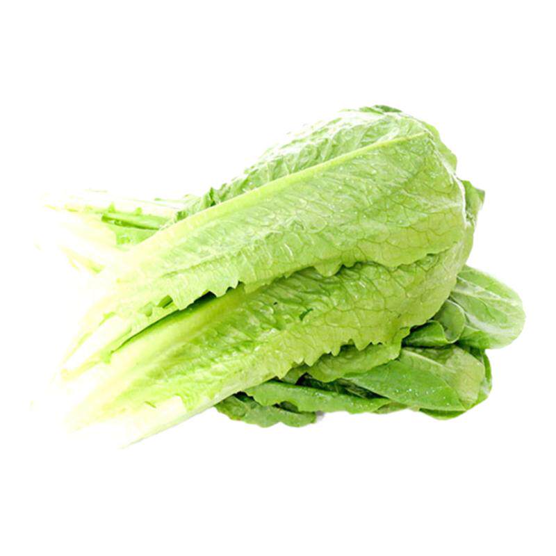 新鲜罗马生菜螺纹生菜沙拉蔬菜