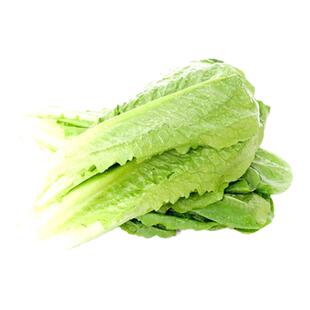 【老一生鲜】 新鲜蔬菜 绿叶罗马生菜 沙拉菜 散叶生菜 500g