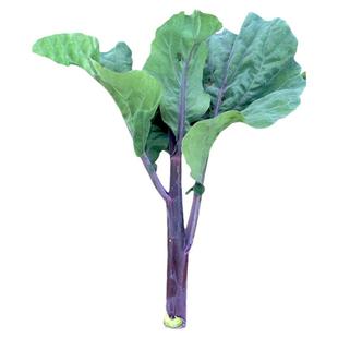 紫芥兰菜芥蓝种籽菜心菜紫红种孑四季播秋季大蔬菜菜种广东菜籽