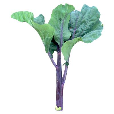 蔬菜紫红秋季广东芥兰菜