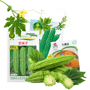 农科院苦瓜种子小濑瓜绿剑苹果白苦瓜秧苗家庭四季阳台蔬菜种籽孑