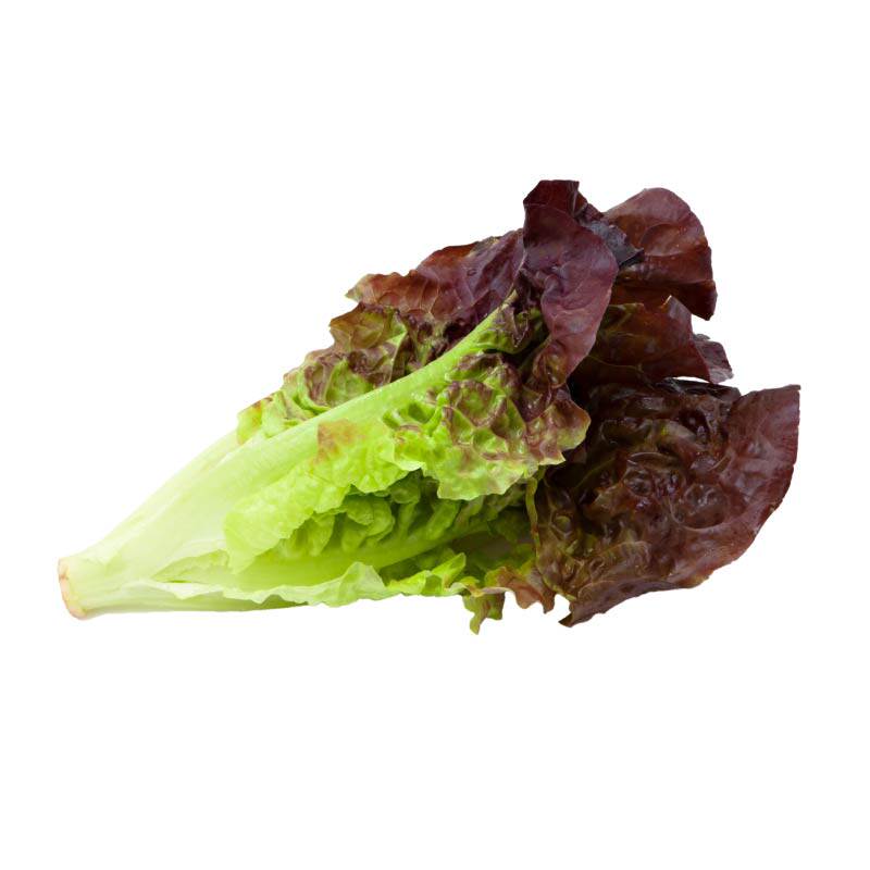 寿光紫罗马生菜苗秧咖啡香麦菜大速结球红皱生菜种子四季盆栽阳台