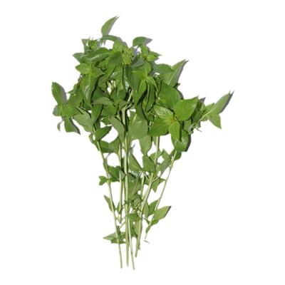 基地直供罗勒叶金不换特色食材新鲜香料顺丰包邮Basil 100G