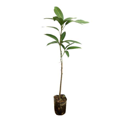 芒果树苗桂七芒金煌芒红贵妃澳芒台农芒四季蜜芒嫁接苗带土带叶发