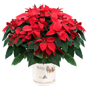 一品红盆栽花卉鲜花植物当年开花室内客厅阳台好养绿植圣诞年宵花
