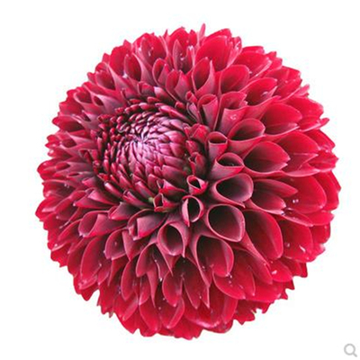 花种子庭院大丽花种球四季地瓜花