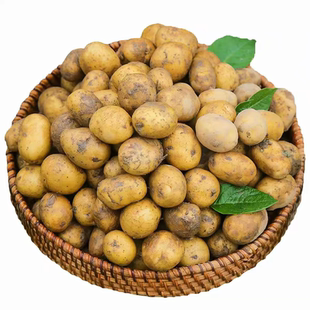 贵州农家土豆新鲜发货小土豆现挖蔬菜威宁现挖现发农家这种