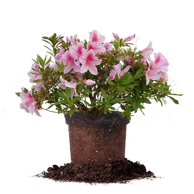 毛杜鹃夏娟花苗庭院精品映