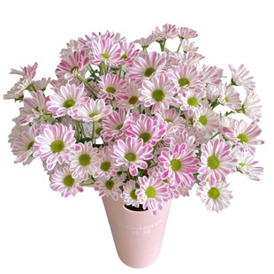 小雏菊鲜花云南直发家用插花顺丰次日达花束鲜切花花期长水养花卉