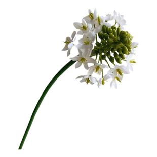 高档单只仿真水仙花雀梅澳洲星伯利恒之星假花绢花家居装饰花艺