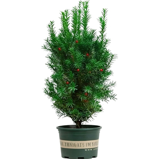 红豆杉树苗盆栽正宗北方耐寒绿植庭院曼地亚名贵老桩带果四季植物