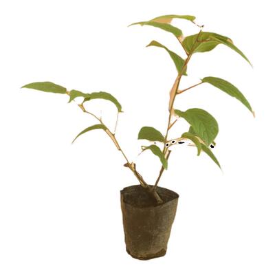 软枣猕猴桃苗软枣丹东果树海佳