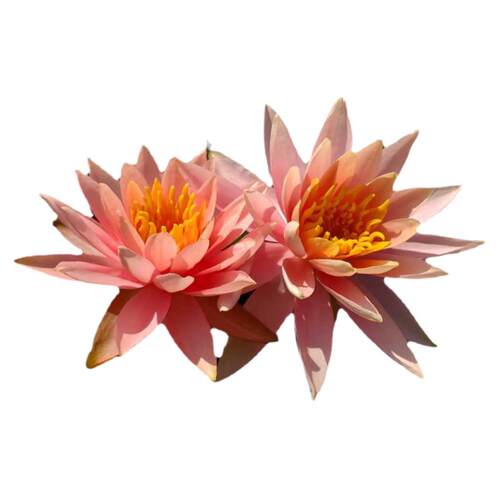 耐寒睡莲科罗拉多 新手入门品种 中大型睡莲带花发货池塘