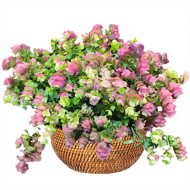 牛至折纸画盆栽多年生花期长成品大苗阳台庭院阳台垂吊观花叶植物