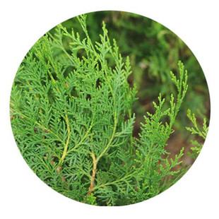 重庆四川新鲜柏树枝烟熏肉柏丫熏腊肉香肠材料现摘侧柏叶洗发泡酒