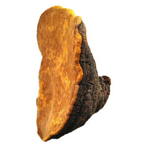 吐蕃御方桑树桑黄100g西藏