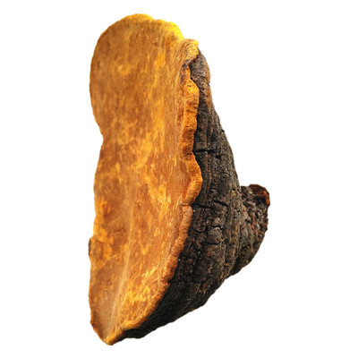 吐蕃御方桑树桑黄100g西藏