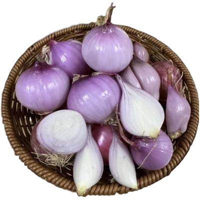 新货正宗东北小毛葱圆葱农家自种