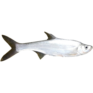 湖南湖区翘嘴鱼大白刁顺丰冷链真空锁鲜鲜活捕捞现宰礼赠白丝鱼