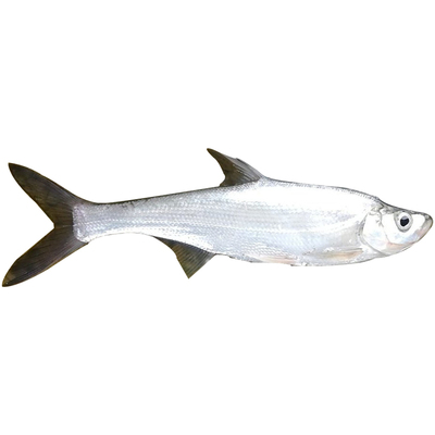 湖南湖区翘嘴鱼白丝鱼顺丰冷链