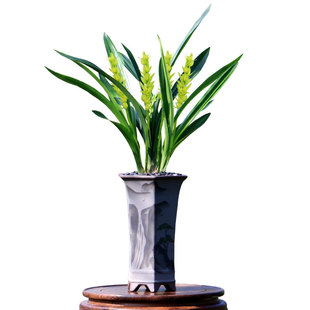 翁源兰花喜花里老种墨兰秋榜朝天素荷老种白墨带花浓香好养绿植