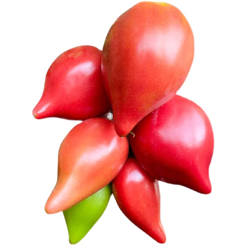 寿光芒果蜜番茄苗秧带土发货四季阳台盆栽高产沙瓤超甜柿子种子