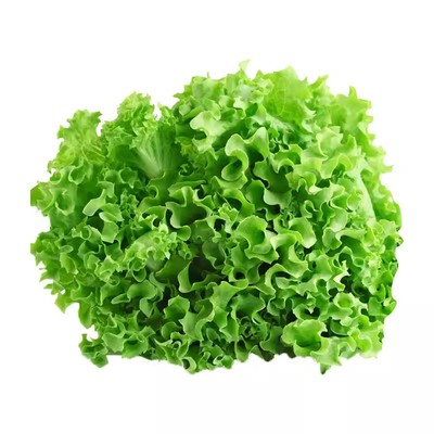 菜籽种大全原厂种子保证芽率