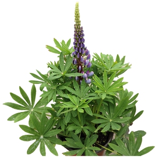 鲁冰花盆栽大苗带花羽扇豆花苗庭院阳台花卉喜阳耐寒地栽好养包邮