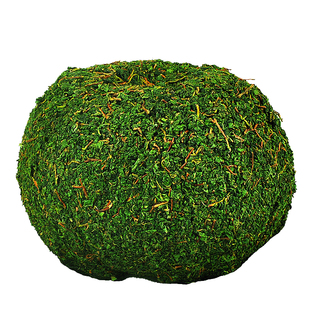 2025年新秋茶 茶农直销安溪铁观音茶叶 冰茶 湿茶  新鲜上市100g